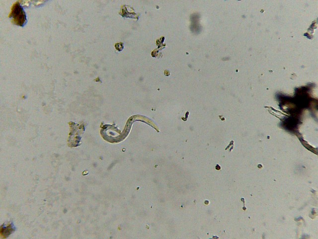 Infusione di basilico (nematode e unid.)